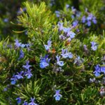 rosemary