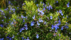 rosemary