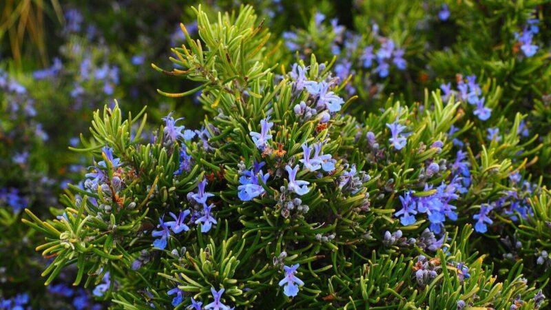 rosemary